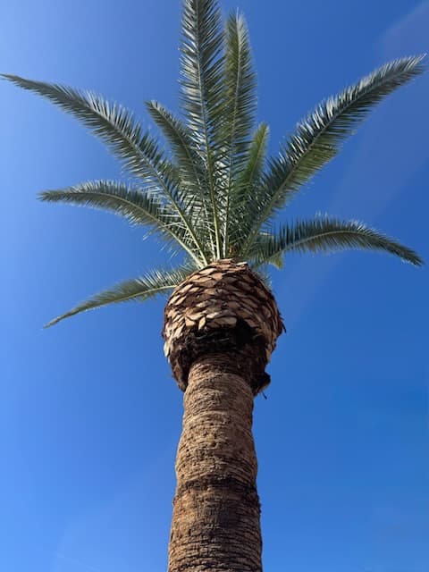 Looking up at Baba's palm tree